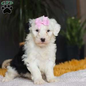 Carrot, Mini Sheepadoodle Puppy